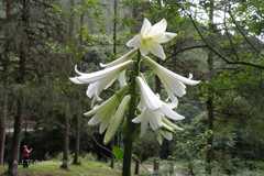 Cardiocrinum giganteum